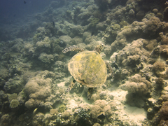Hawksbill Sea Turtle