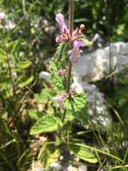 Stachys rigida quercetorum