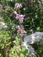 Stachys rigida quercetorum