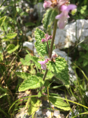 Stachys rigida quercetorum