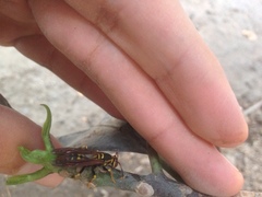 Polistes weyrauchorum