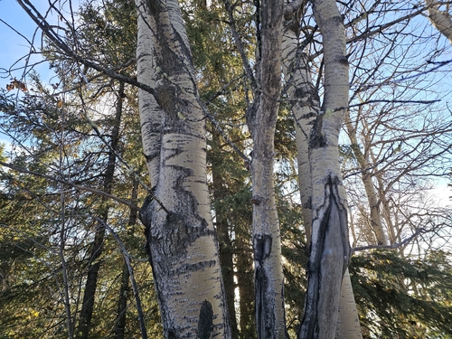 Alaska Paper Birch
