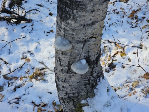 Hoof Fungus
