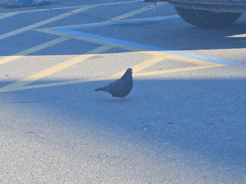 Feral Pigeon