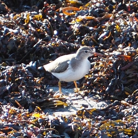Spotted Sandpiper