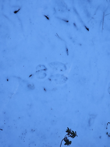 Snowshoe Hare