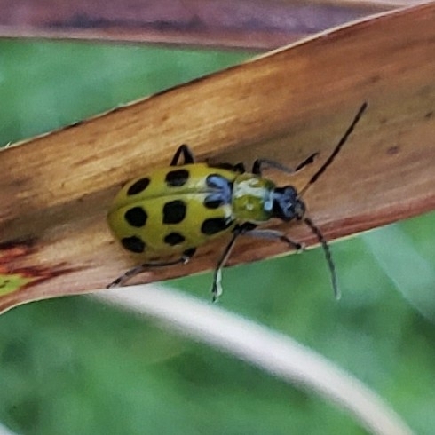 Spotted Cucumber Beetle