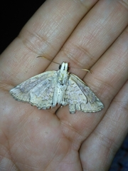 Antigonus emorsa