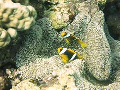 Amphiprion bicinctus