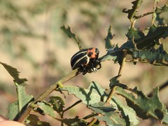 Neodiplogrammus quadrivittatus