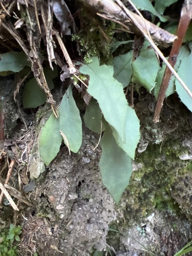 Ixeridium laevigatum observed 2026-10-04