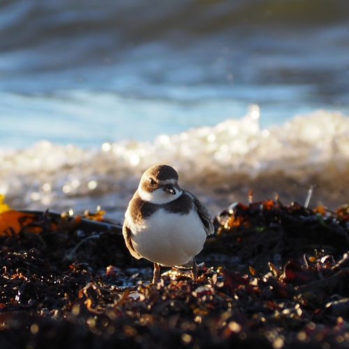 Semipalmated Plover