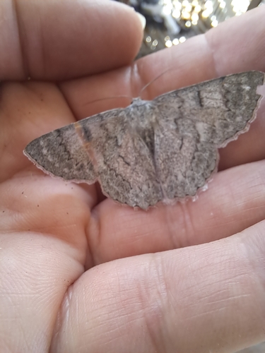 Red-lined Looper