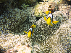 Amphiprion bicinctus