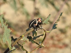 Neodiplogrammus quadrivittatus