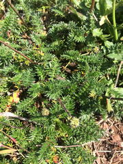 Acaena pinnatifida californica