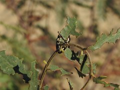 Neodiplogrammus quadrivittatus