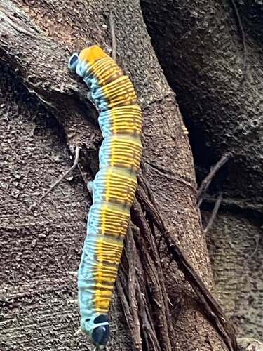 Fig Sphinx