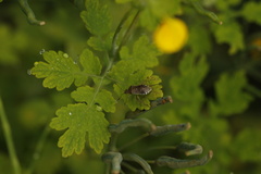 Rhopalus sapporensis