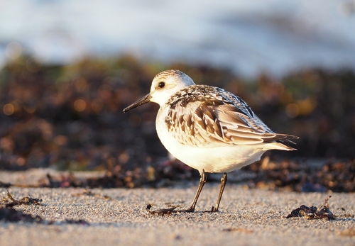 Sanderling
