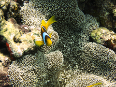Amphiprion bicinctus