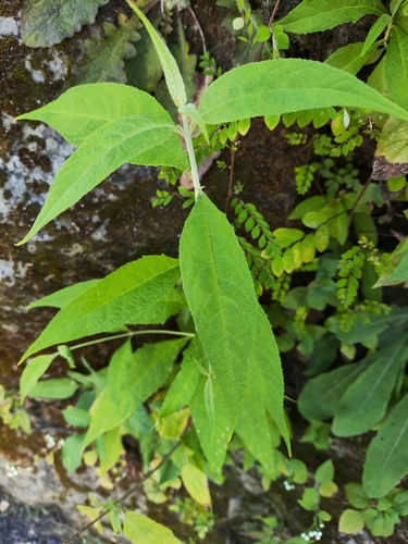 Buddleja asiatica observed 2026-10-04