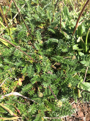 Acaena pinnatifida californica