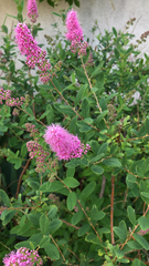 Spiraea splendens