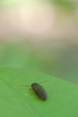 Elateridae