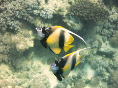 Heniochus intermedius