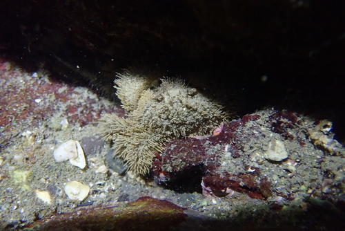 Pilumnus vespertilio observed 2026-09-26