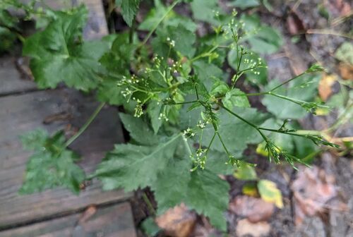 honewort