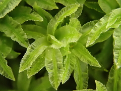Atrichum selwynii
