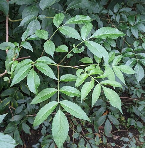 American black elderberry