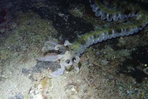 Euapta godeffroyi observed 2026-09-27