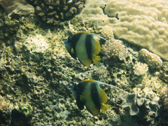 Heniochus intermedius