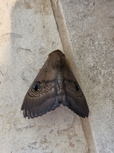Southern Moon Moth