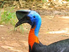 Northern Cassowary photo 5