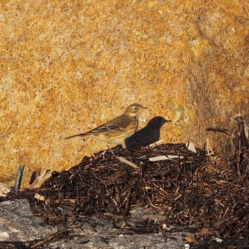 American Pipit