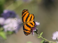 Eresia phillyra phillyra