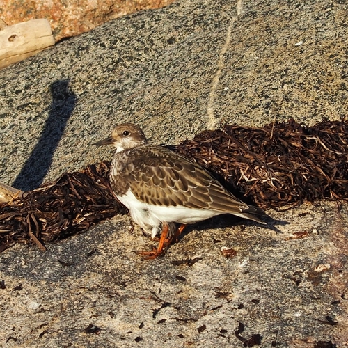 Ruddy Turnstone