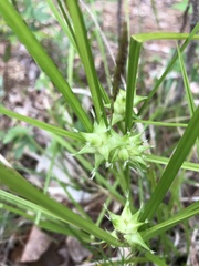 Carex grayi