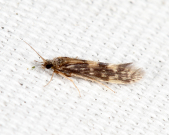 Agraylea multipunctata
