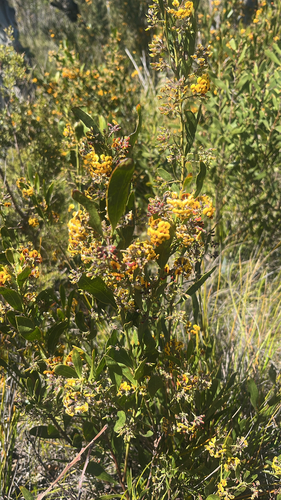 Daviesia corymbosa, 2026-10-04