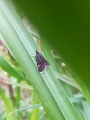Heliothela wulfeniana