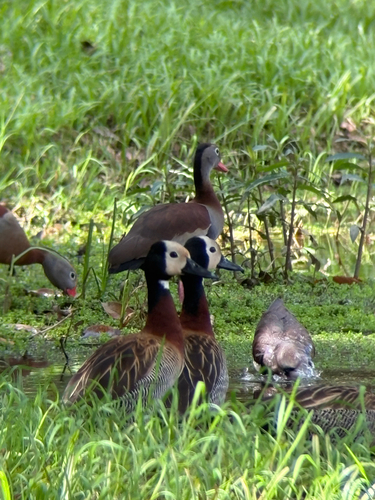 White-faced Whistling-Duck
