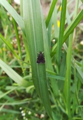 Heliothela wulfeniana