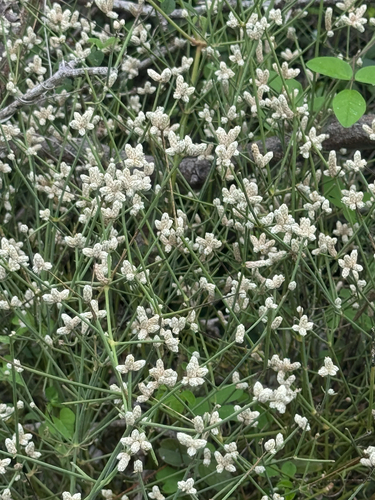 Alternanthera filifolia observed 2026-10-03