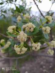 Baccharis macrantha