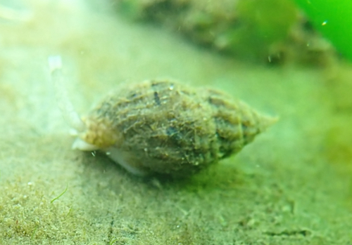Amphissa columbiana, 2026-10-03